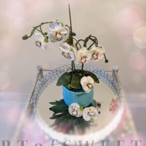 Marshmallow Orchid